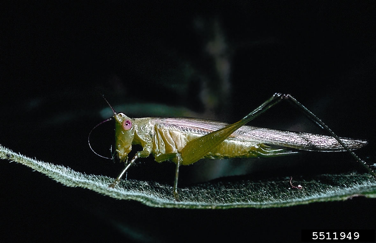 common meadow katydid